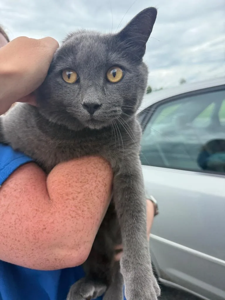 A young large-sized male Russian Blue cat named Malakia for adoption in Gallatin, TN