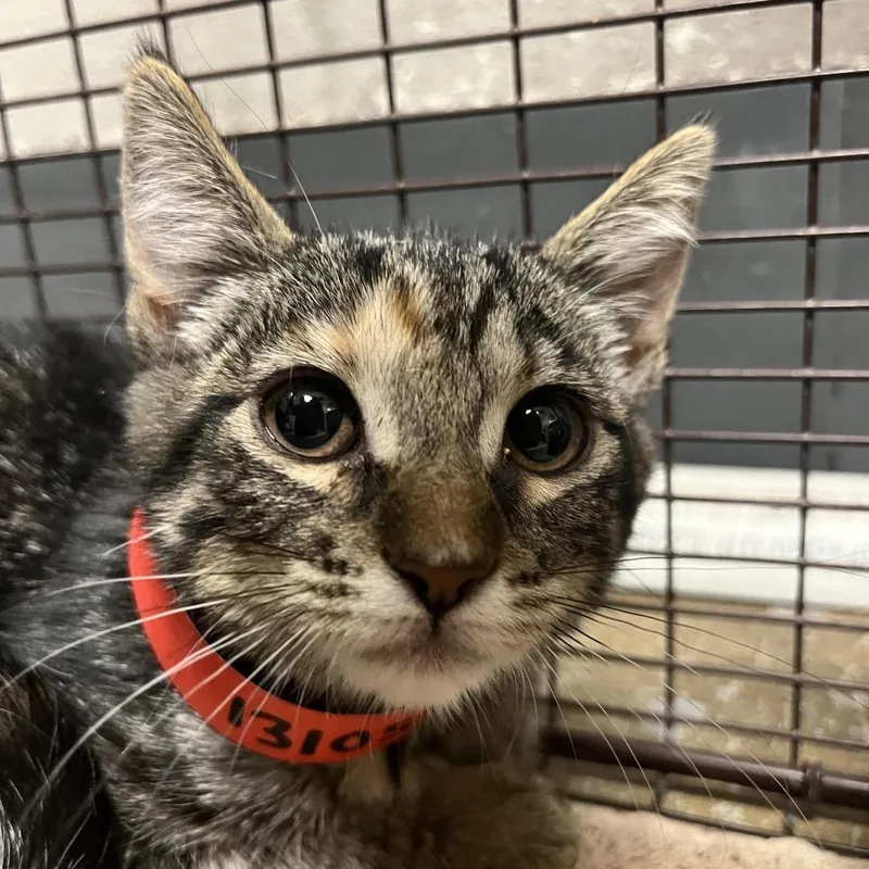 A baby small-sized female Domestic Short Hair cat named Carrie for adoption in Yuma, AZ