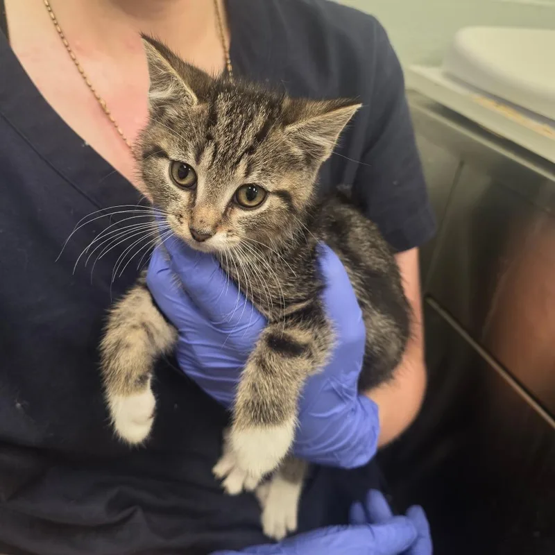 A baby small-sized female Brown / Chocolate Domestic Short Hair cat named Caramel for adoption in Chattanooga, TN