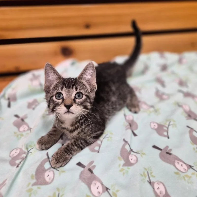 A baby small-sized male Domestic Short Hair cat named Grasshopper for adoption in Woodstock, IL
