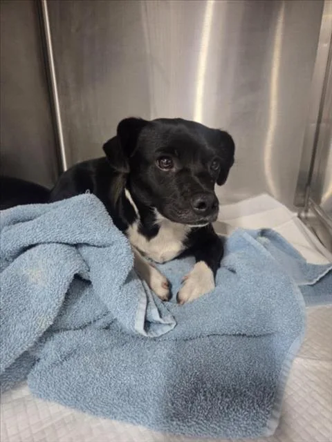 An adult small-sized female Chihuahua dog named Sugar Plum for adoption in San Bernardino, CA