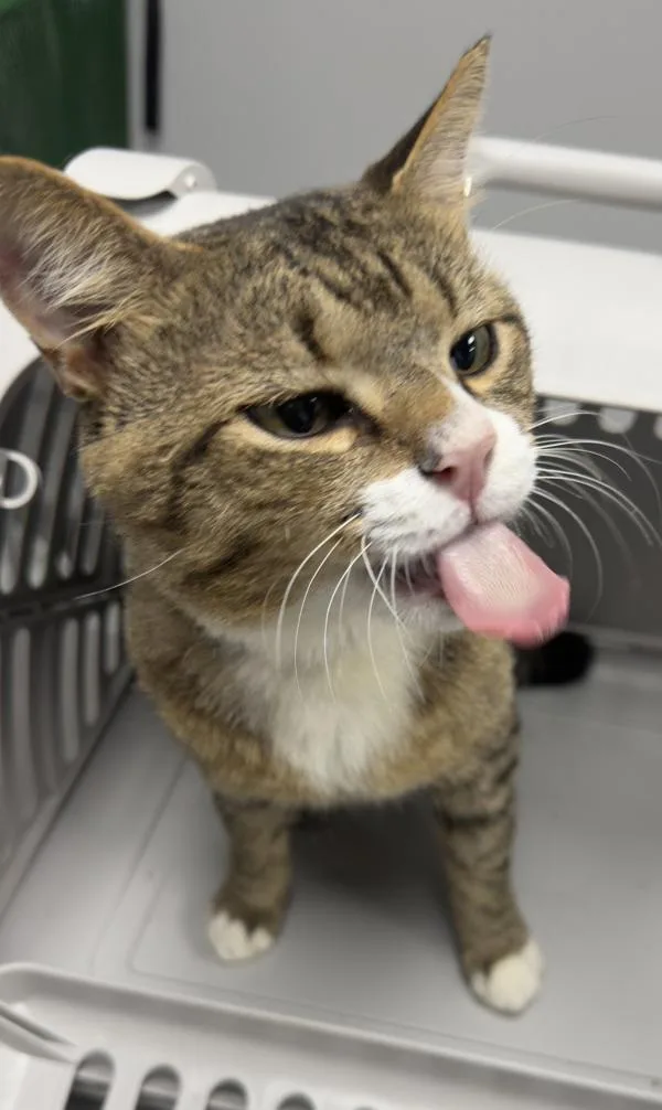 An adult small-sized male Domestic Short Hair cat named Pen Noodle for adoption in Lawrenceville, GA