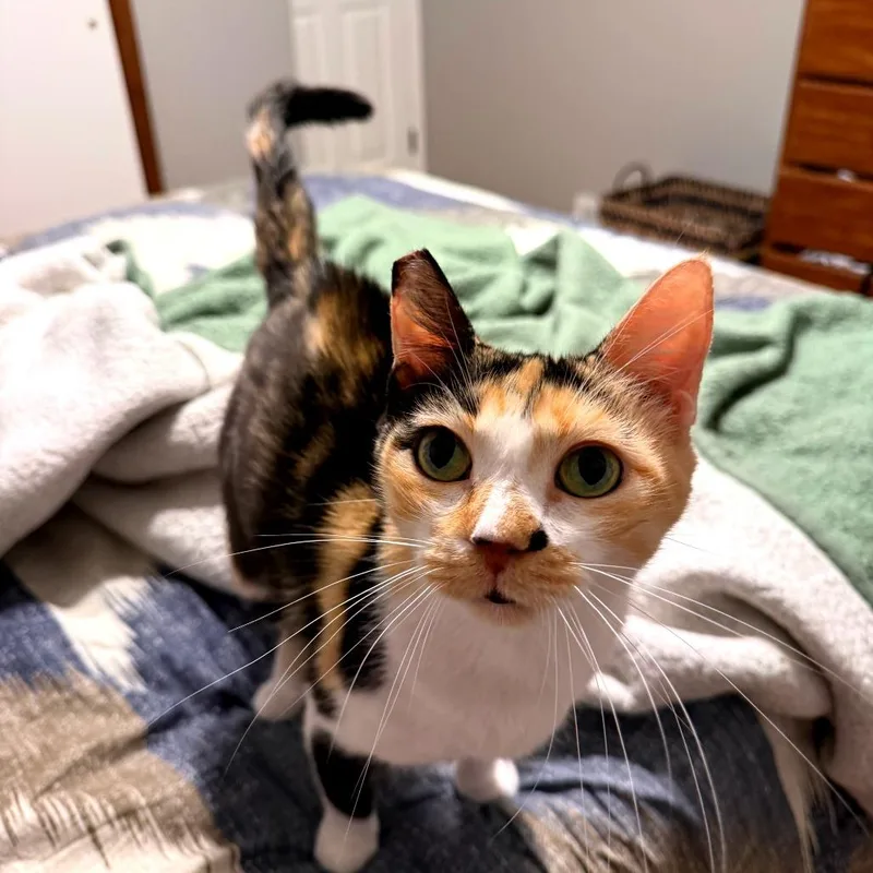 An adult medium-sized female Calico Domestic Short Hair cat named Katie for adoption in Green Bay, WI