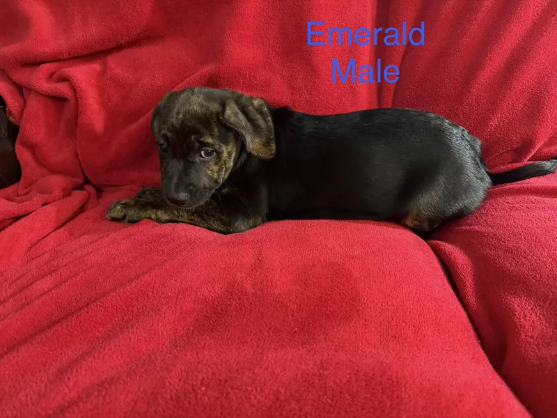 Emerald thumbnail 2