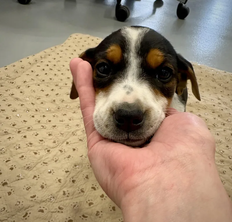 A baby medium-sized female Tricolor (Brown, Black, & White) Cattle Dog dog named Fiona for adoption in Kalamazoo, MI