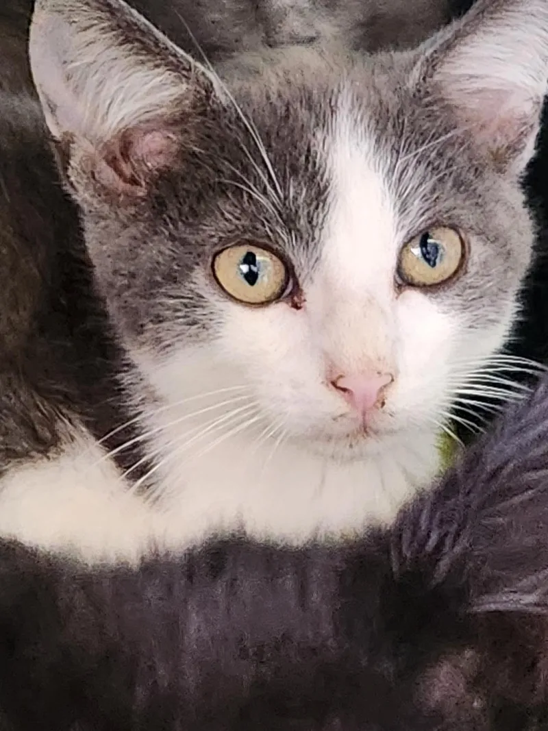 A young medium-sized male Gray & White Domestic Short Hair cat named Upton for adoption in Crossville, TN
