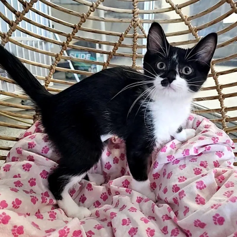 A baby small-sized female Black Domestic Short Hair cat named Vienna for adoption in Monroe, MI