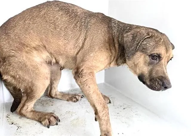A young large-sized female Labrador Retriever dog named Ellie Jr for adoption in Houston, TX