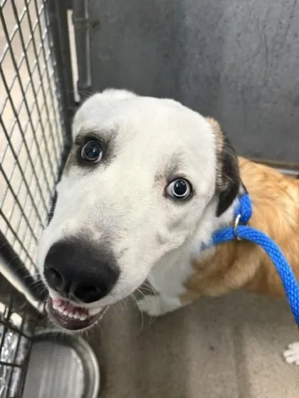 An adult large-sized female Mixed Breed dog named Snowflake for adoption in Roseville, CA