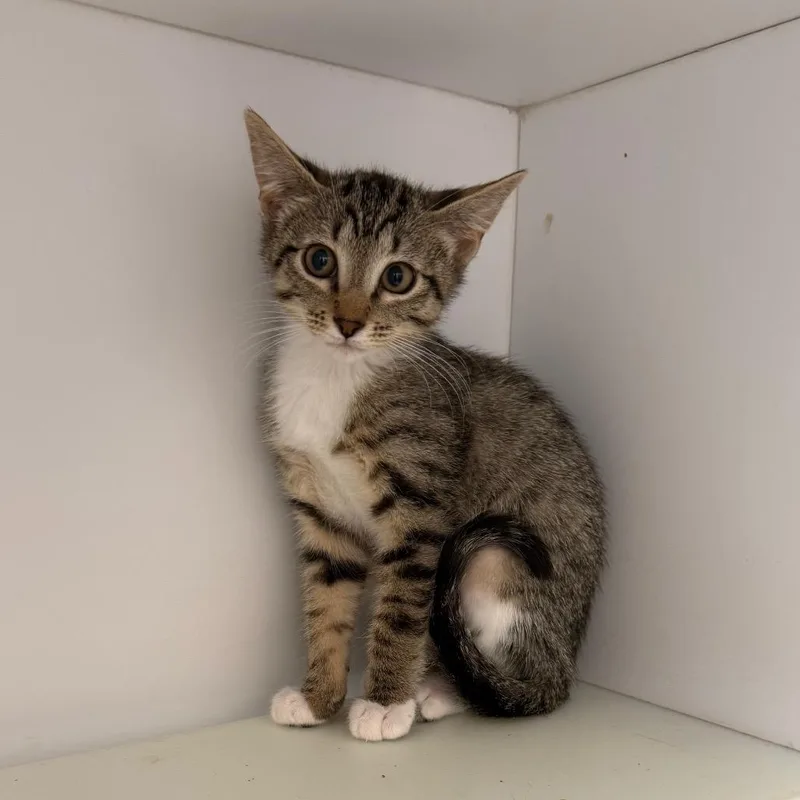 A baby small-sized female Brown / Chocolate Domestic Short Hair cat named Mozza for adoption in Kanab, UT