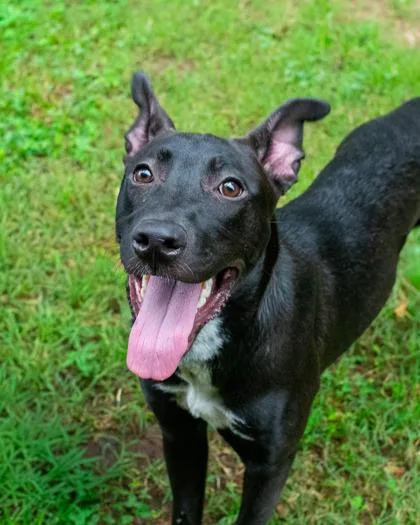 A young medium-sized female Mixed Breed dog named Fresia for adoption in Chamblee, GA