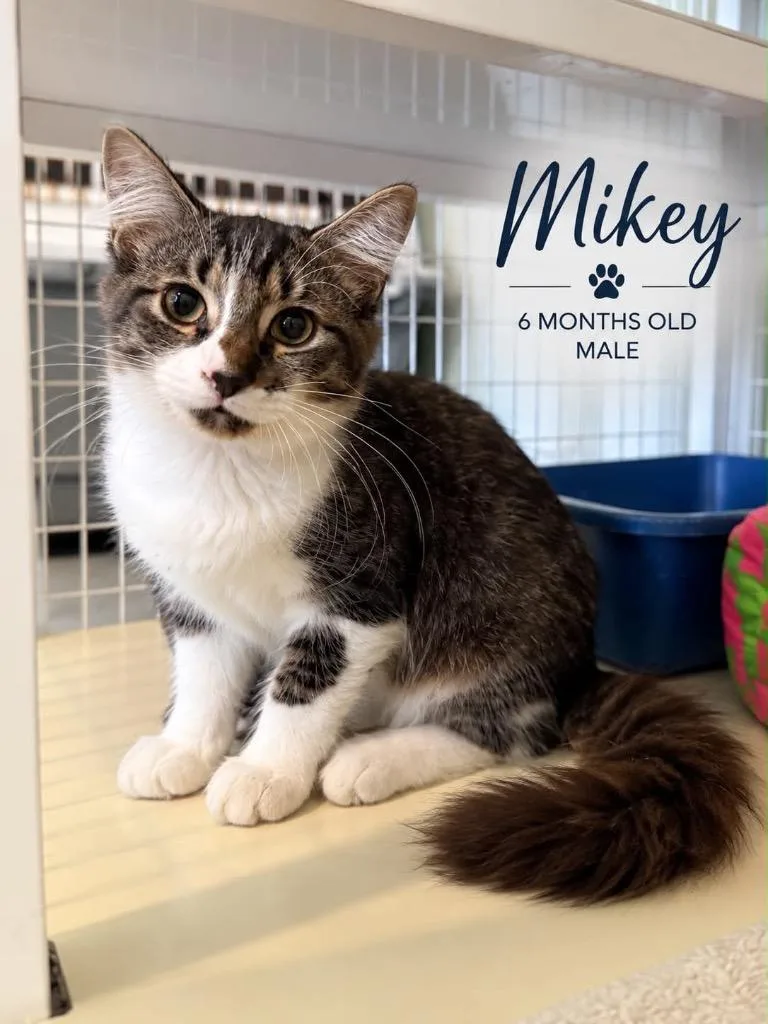 Mikey