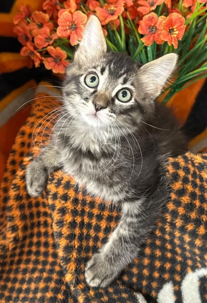 A baby small-sized male Domestic Short Hair cat named Hawthorn for adoption in Stillwater, OK