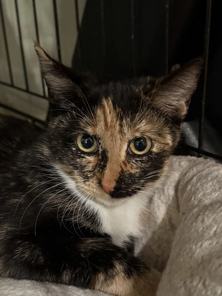 Estrella thumbnail 2