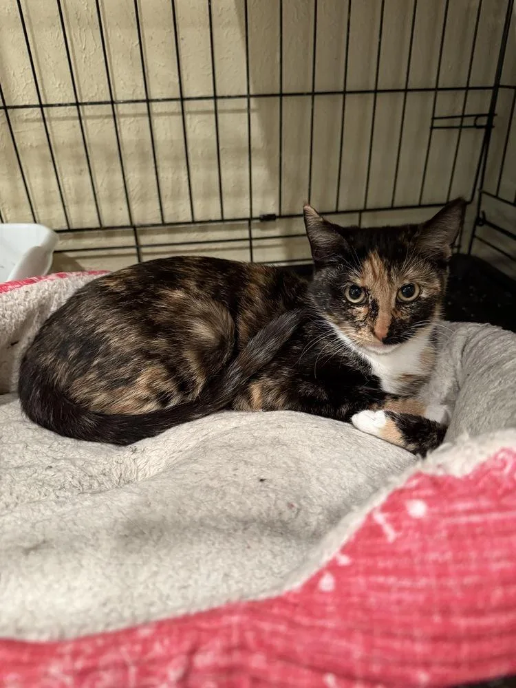 Estrella thumbnail 3