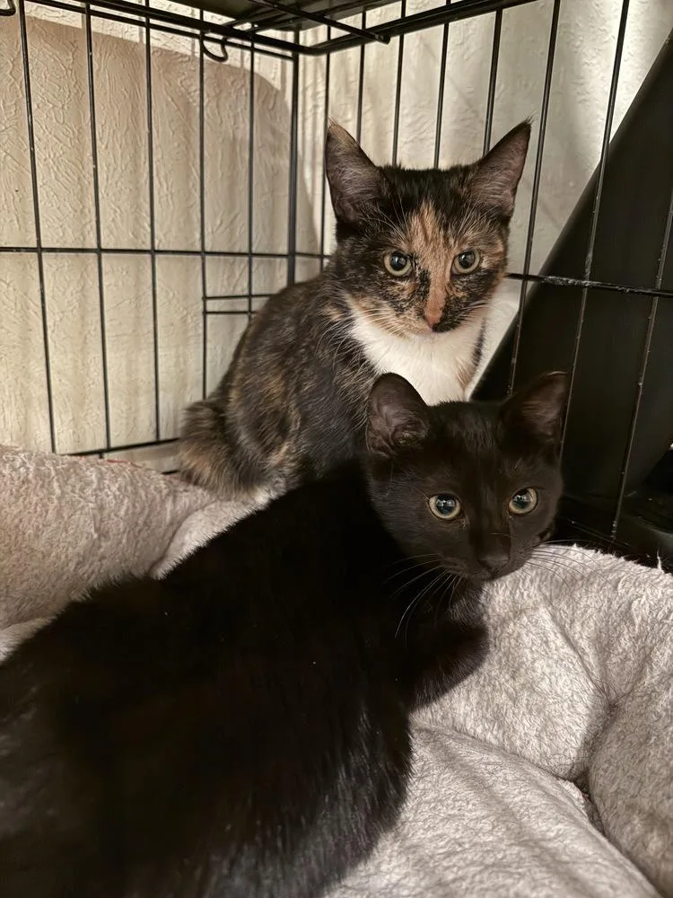 Estrella thumbnail 4