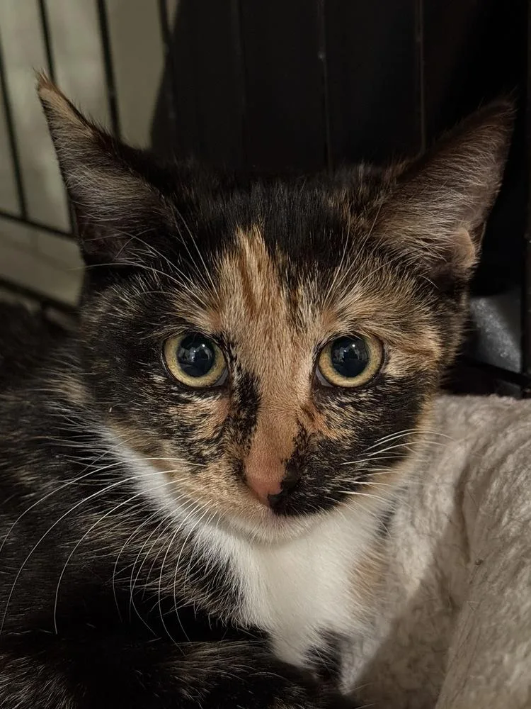 Estrella thumbnail 5