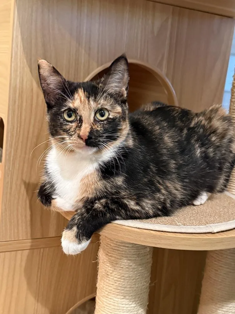 Estrella thumbnail 6