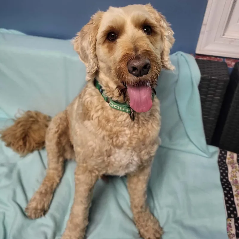 An adult medium-sized male Apricot / Beige Poodle dog named Huck for adoption in Sunderland, MD