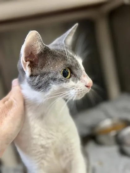 A young medium-sized female Domestic Short Hair cat named Smartie for adoption in Athens, GA