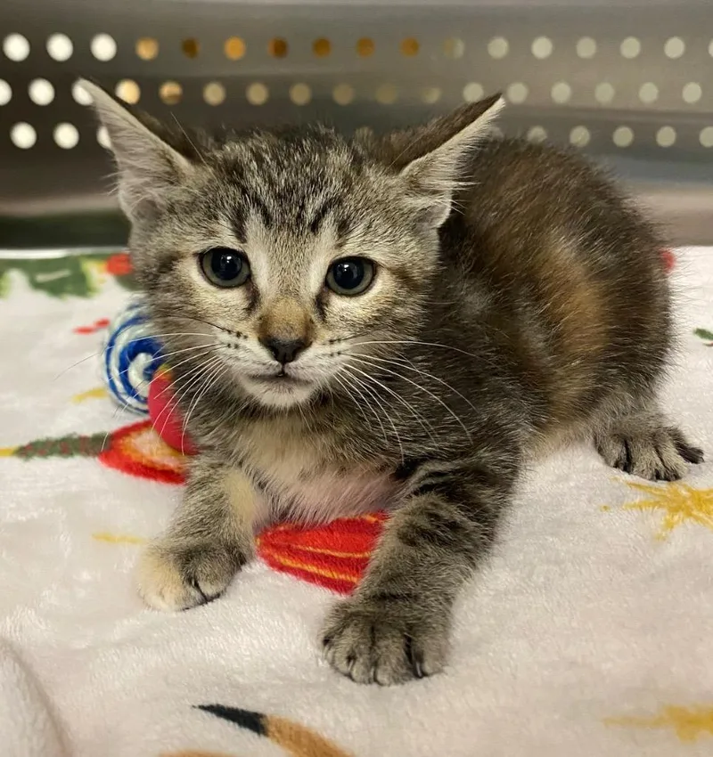 A baby small-sized female Domestic Short Hair cat named Lynn for adoption in Columbia, TN