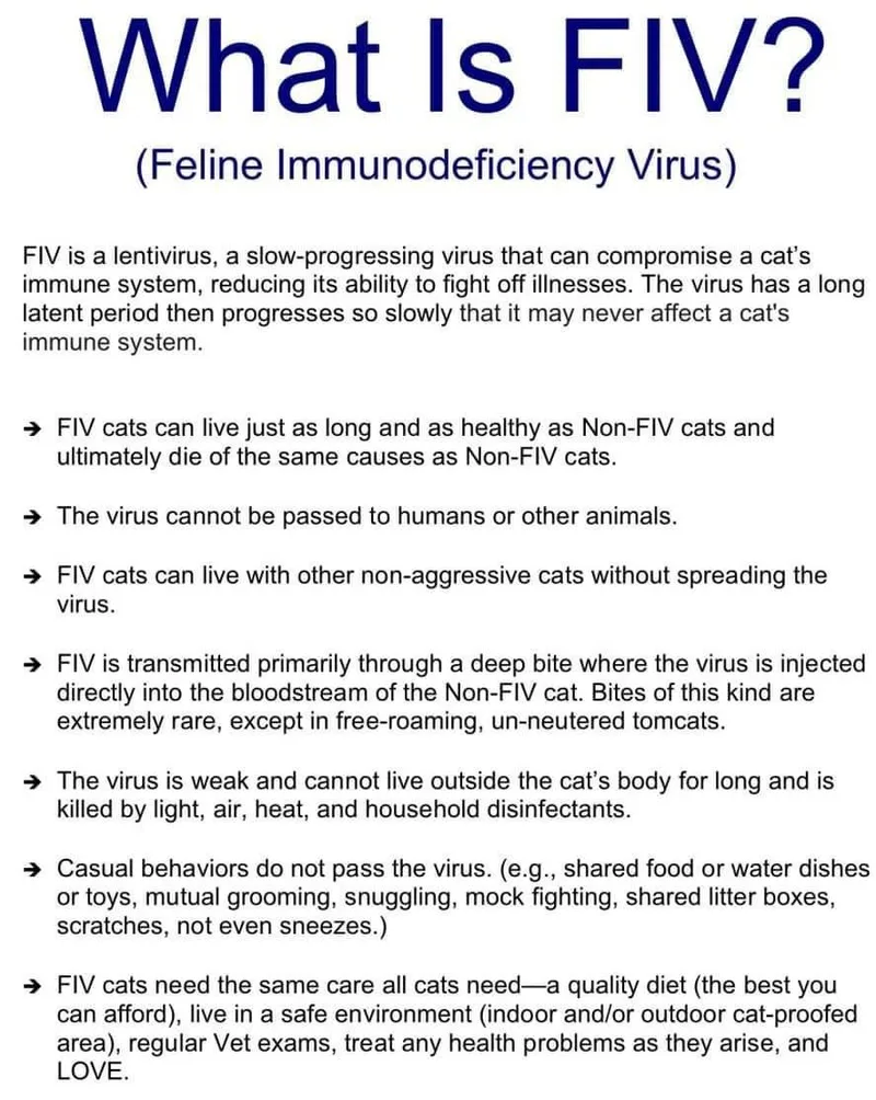 Teddy Bear thumbnail 5