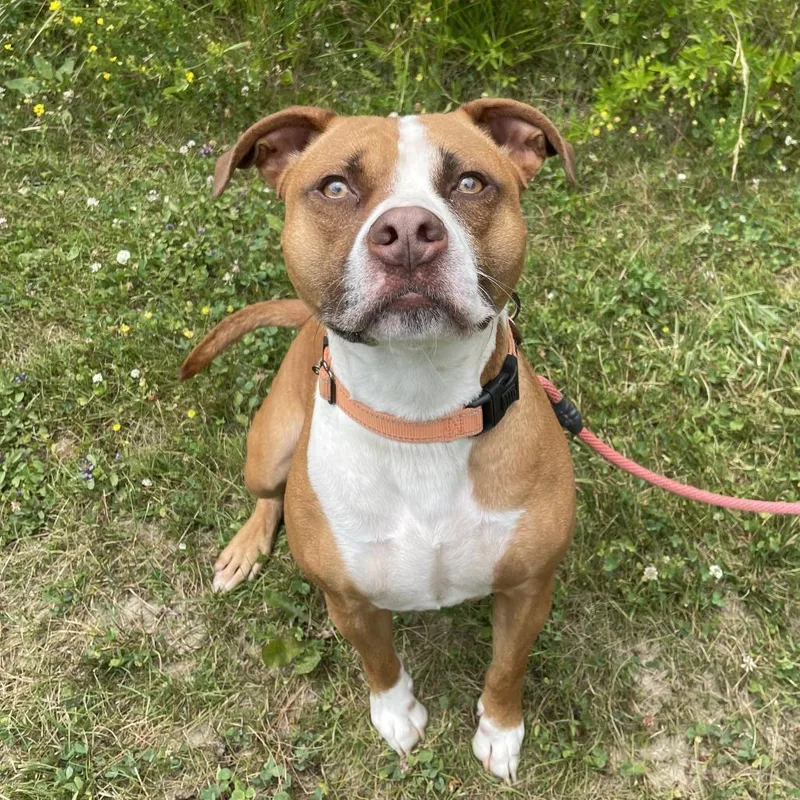 Koda