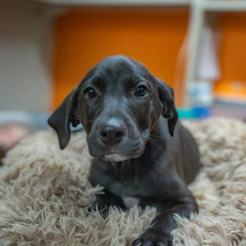 A baby medium-sized male Black Labrador Retriever dog named Farquaad for adoption in Gainesville, GA