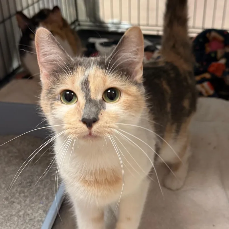 A young medium-sized female Calico Domestic Short Hair cat named Pocus for adoption in South Elgin, IL