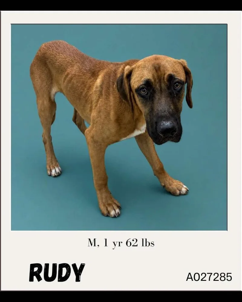 A young large-sized male Mixed Breed dog named Rudy for adoption in Charlotte, MI