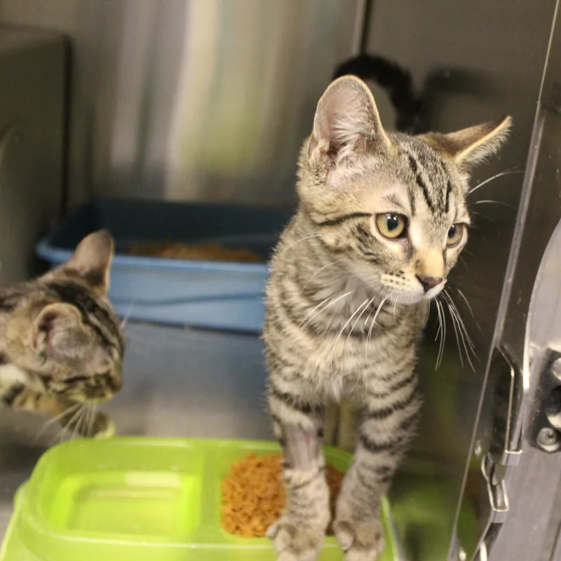 A baby medium-sized male Tabby (Brown / Chocolate) Domestic Short Hair cat named Jacks for adoption in Yucca Valley, CA