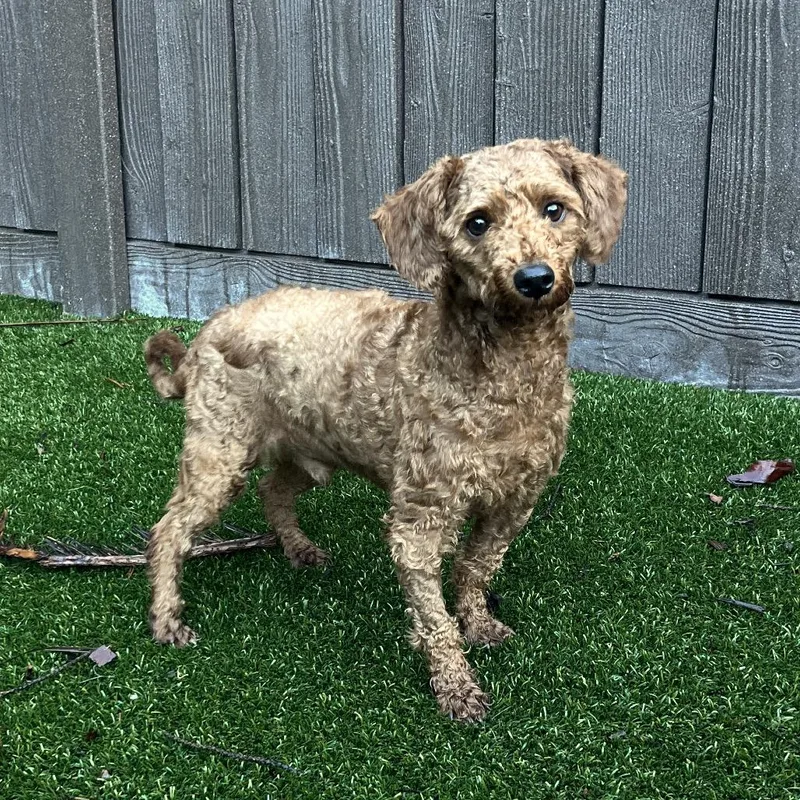 An adult small-sized male Poodle dog named Turtle for adoption in LOXAHATCHEE, FL