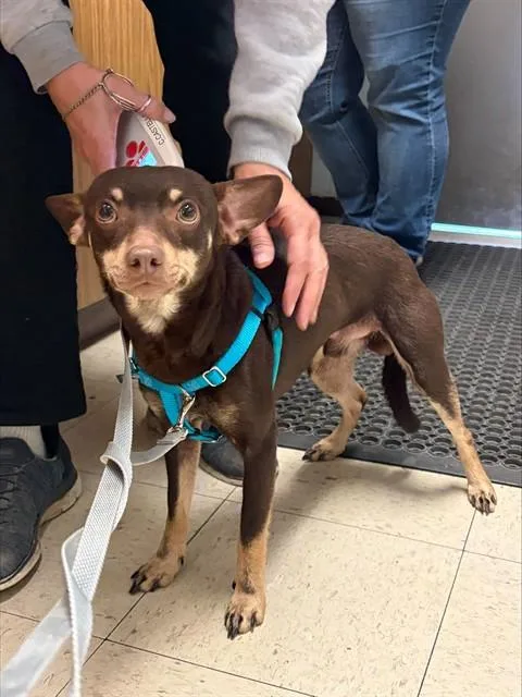 A young medium-sized male Miniature Pinscher dog named Chico for adoption in Stockton, CA