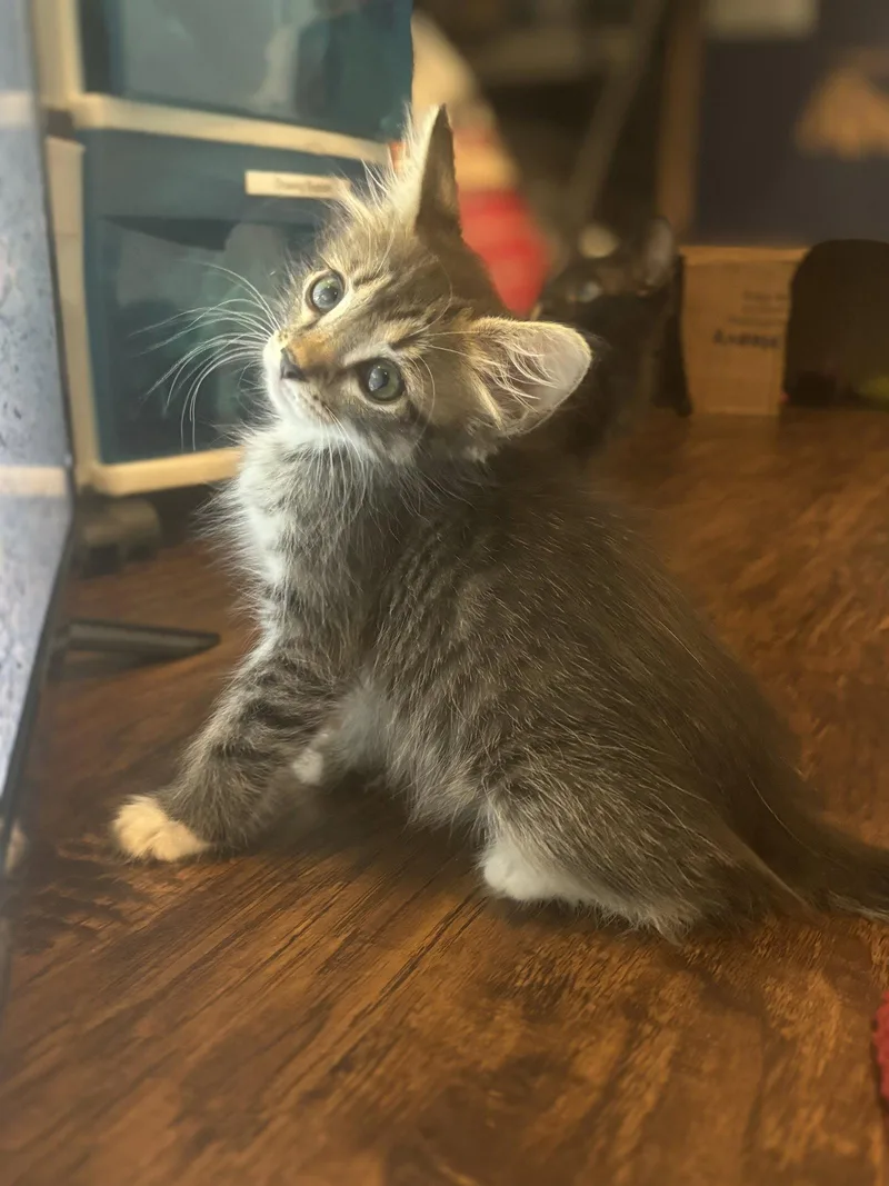 Electra
