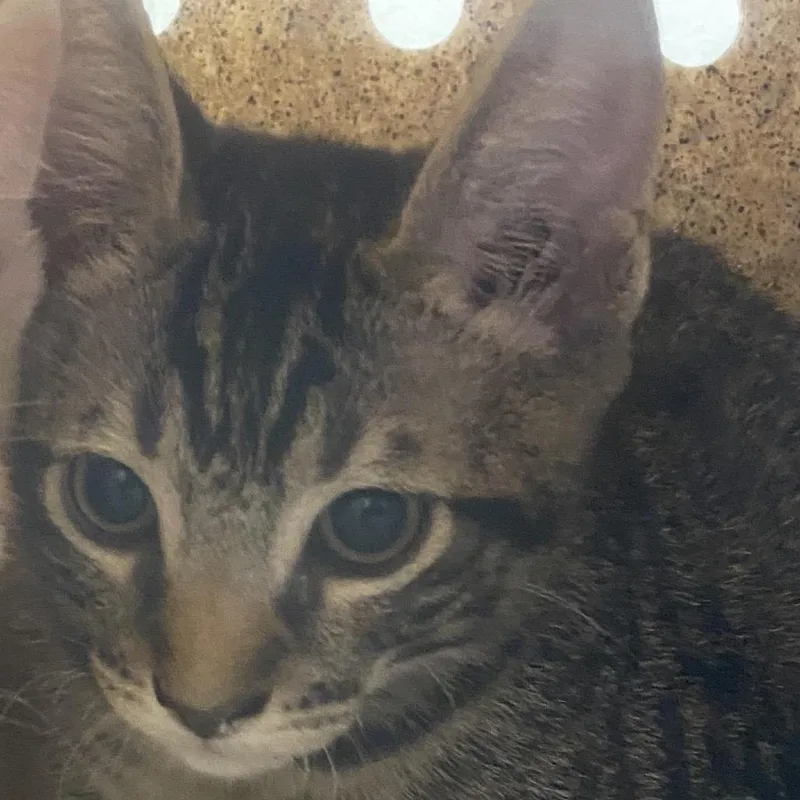 A baby small-sized male Brown / Chocolate Domestic Short Hair cat named Zuko for adoption in Reno, NV