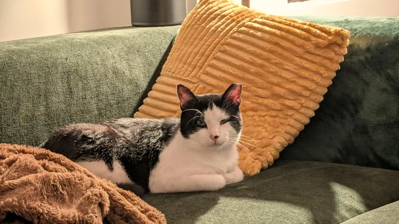 An adult large-sized male Black & White / Tuxedo Domestic Short Hair cat named Lothario for adoption in Brooklyn, NY