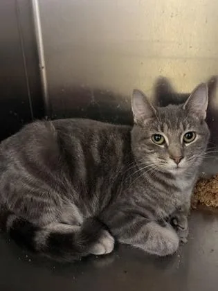 A young small-sized female Domestic Short Hair cat named Nebula for adoption in Beatrice, NE