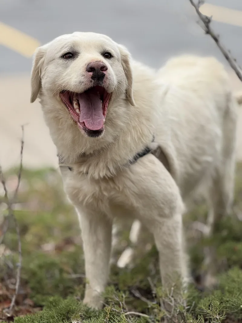 Momma Dirt thumbnail 2