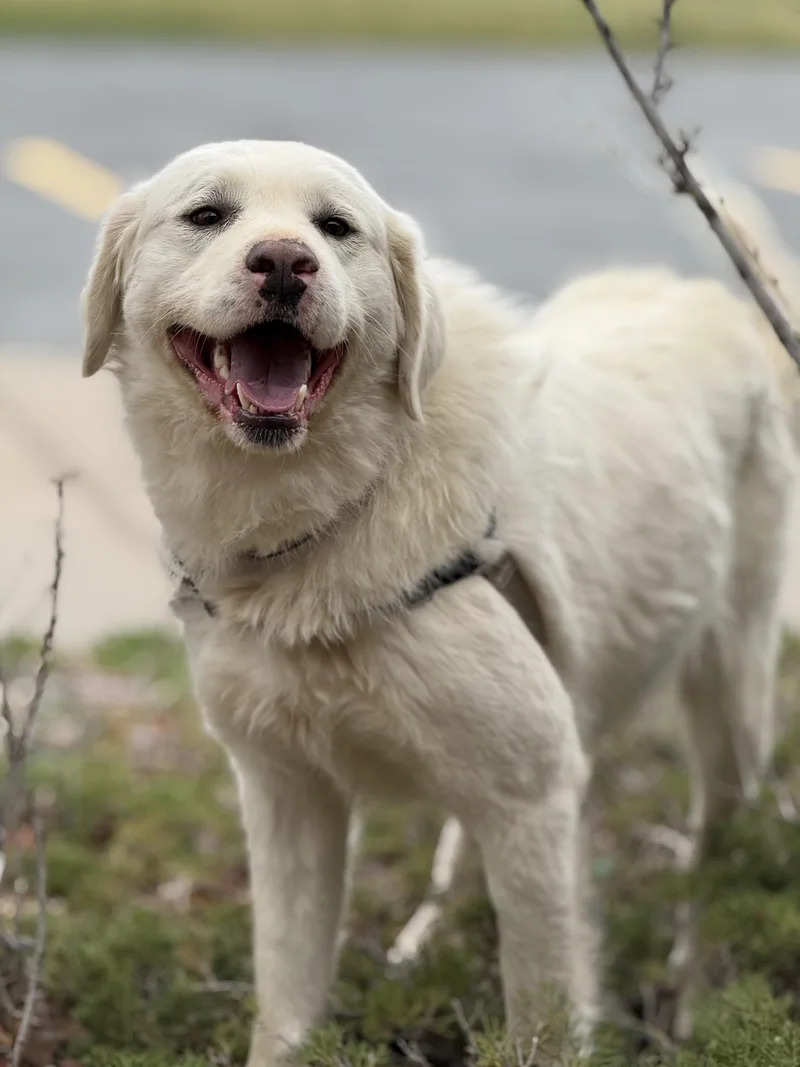 Momma Dirt thumbnail 3