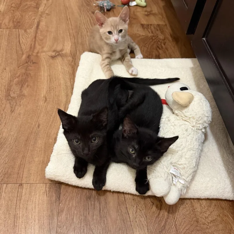 A baby small-sized male Domestic Short Hair cat named Bobby for adoption in Tallahassee, FL