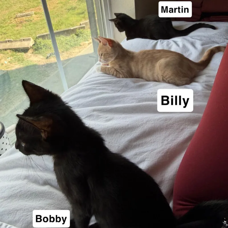 Bobby thumbnail 2