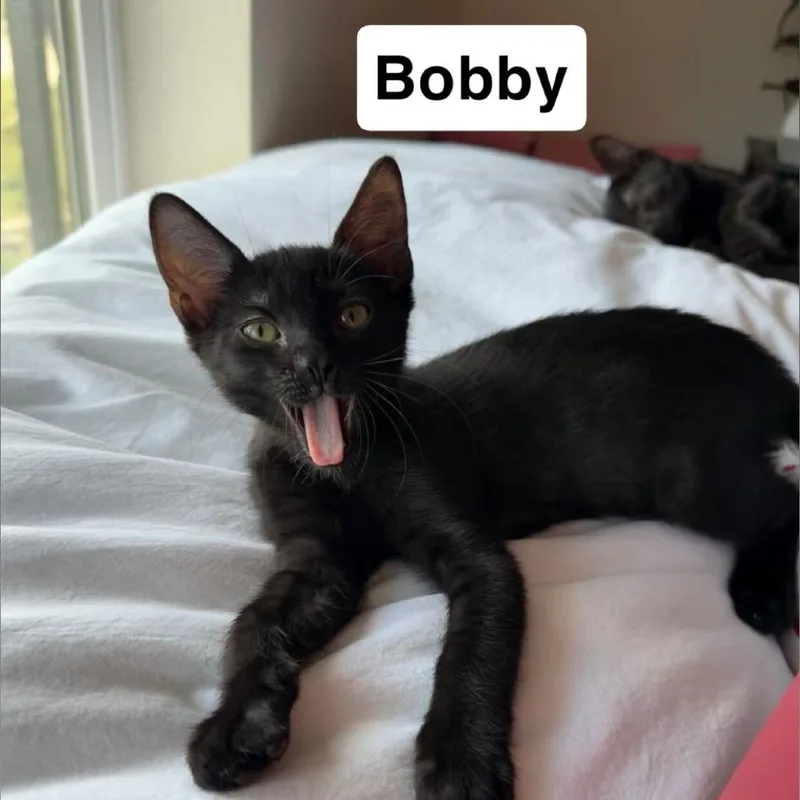 Bobby thumbnail 3