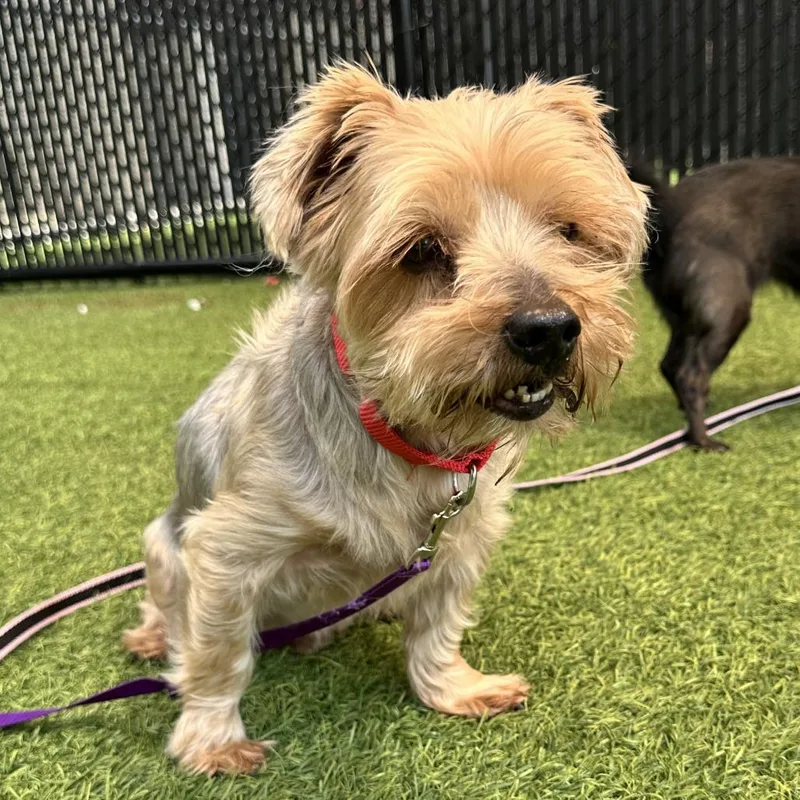 A senior small-sized male Yellow / Tan / Blond / Fawn Yorkshire Terrier dog named Cooper for adoption in Washington Township, OH