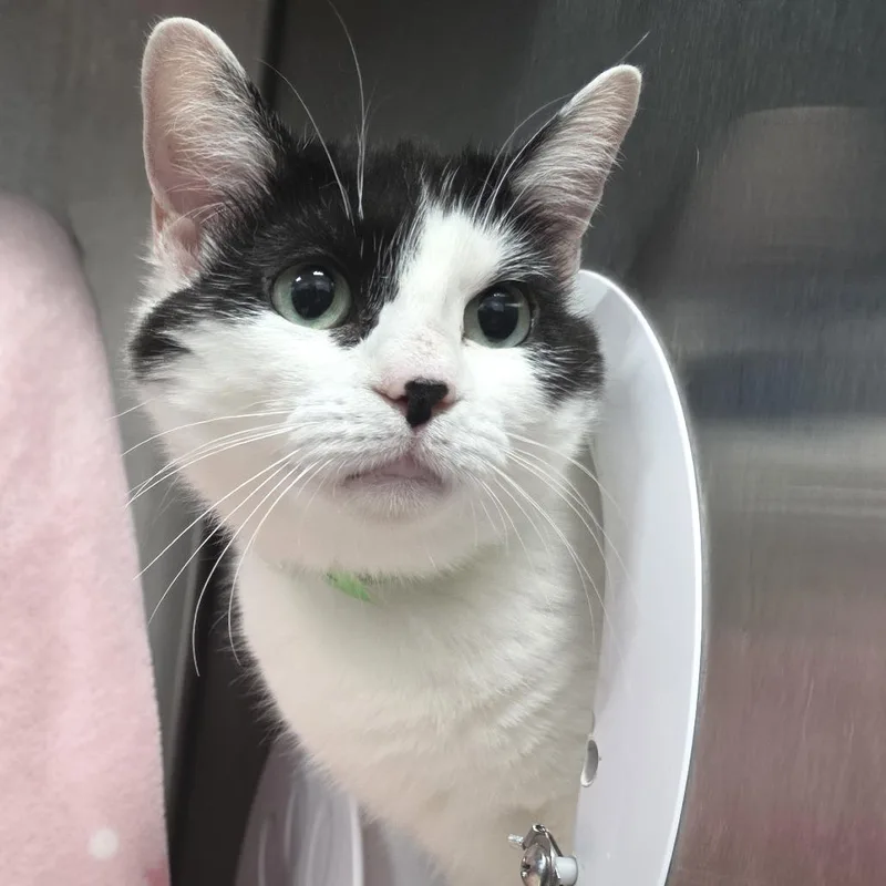 An adult medium-sized female Black Domestic Short Hair cat named Smore's for adoption in Fort Wayne, IN