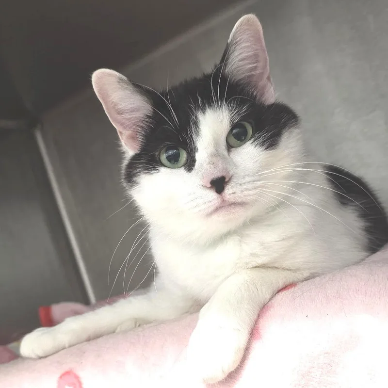 Smore's thumbnail 2