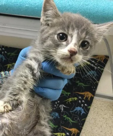 A baby small-sized male Domestic Short Hair cat named Pietro for adoption in Riverside, CA