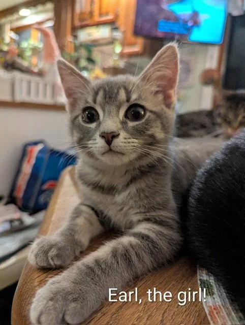 A young medium-sized female Domestic Short Hair cat named Earl the girl for adoption in Rochester, NY