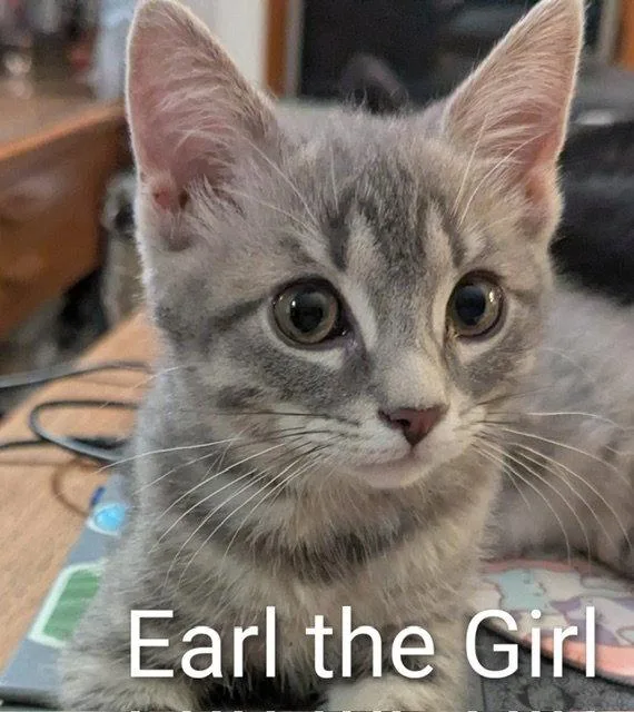 Earl the girl thumbnail 3