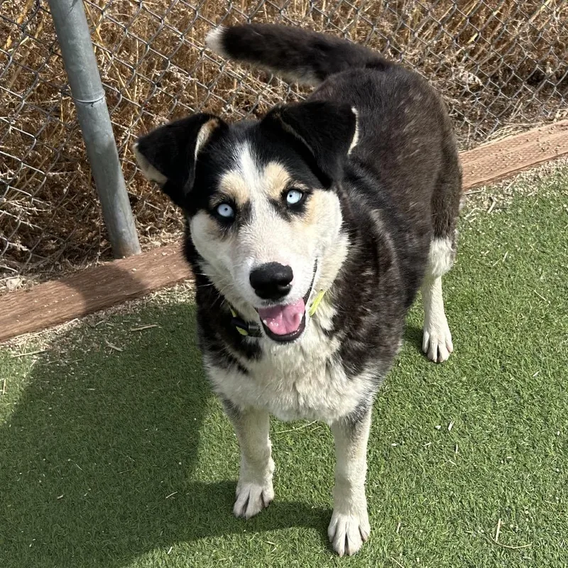 Nesta Smart Dog Alert!