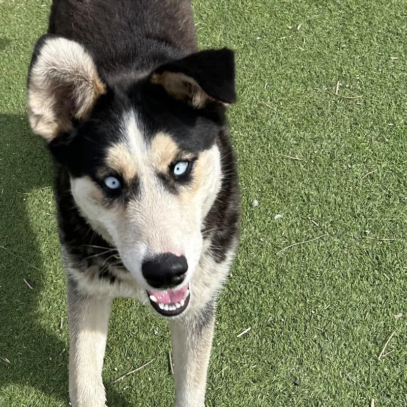 Nesta Smart Dog Alert! thumbnail 2